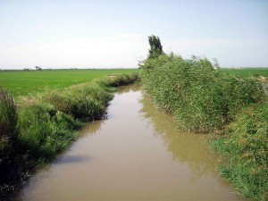 3 Proyecto de reordenacion de la infraestructura hidraulica de los arrozales en lAlbufera 1