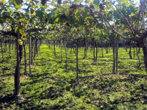 3 Vigilancia Ambiental Modernizacion Regadios Tercero de Levante Elche